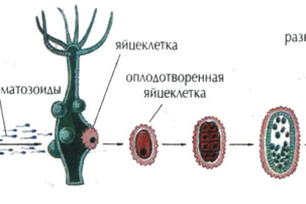 Блэк спрут онион ссылка